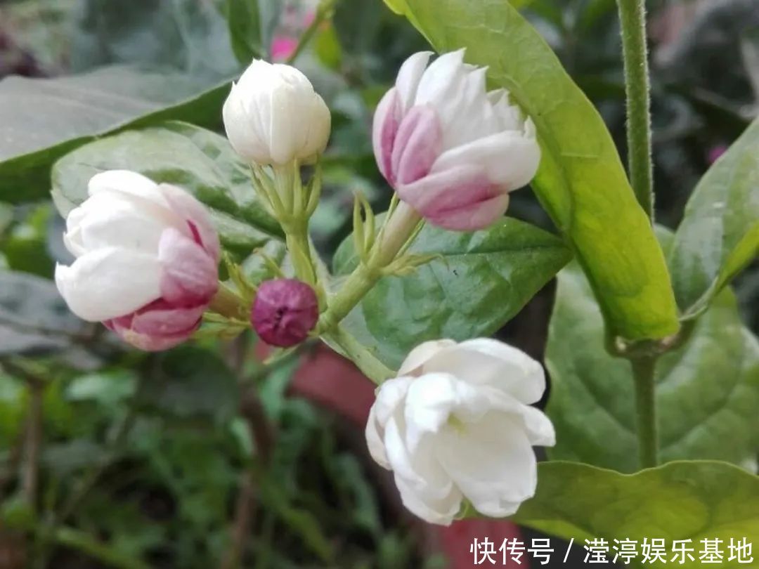 10种花爱喝醋，浇水加点酸，叶子油亮爱开花！