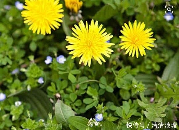 搭配|蒲公英被称为养生高手,这4种搭配,医生都夸养生效果好!