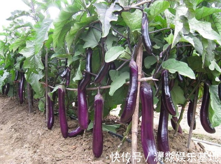 4种不怕过期的蔬菜,夏天便宜多买,能吃到过年,炖炒都香