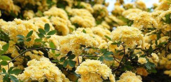 10月过半,养花就选这6样,随便2株就能将阳台、庭院变成花海