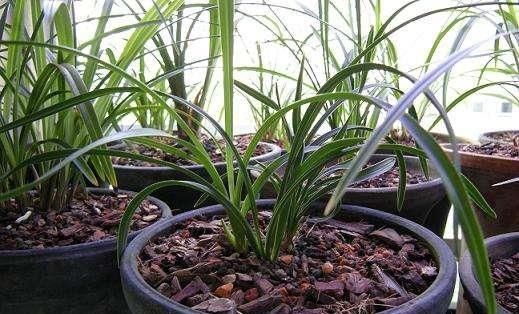 浇水|养花也要看基本功,这几个护根法不学会,养啥啥死