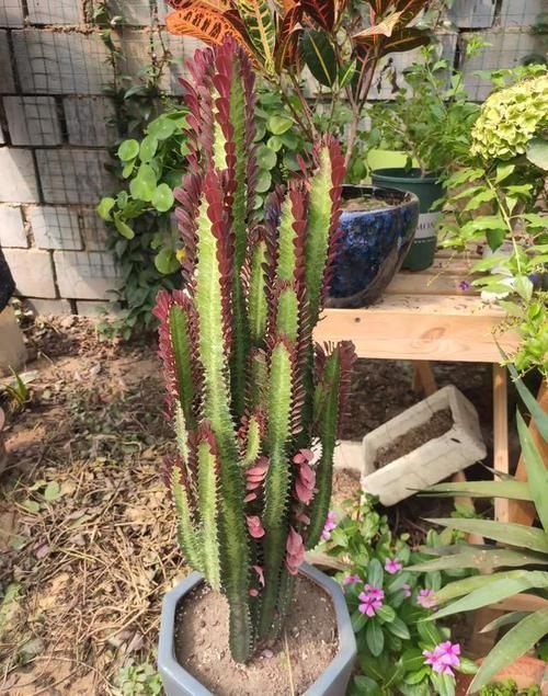 “龙骨”就要这样养，呼呼往上窜，长满“龙鳞”镇家宅