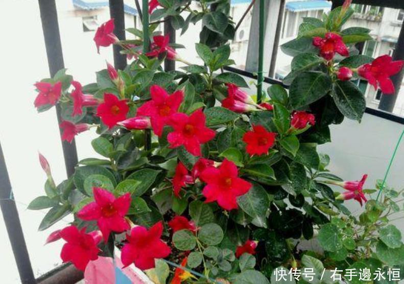 养花就养4种花,家里养一盆,满屋飘香,清新幽雅