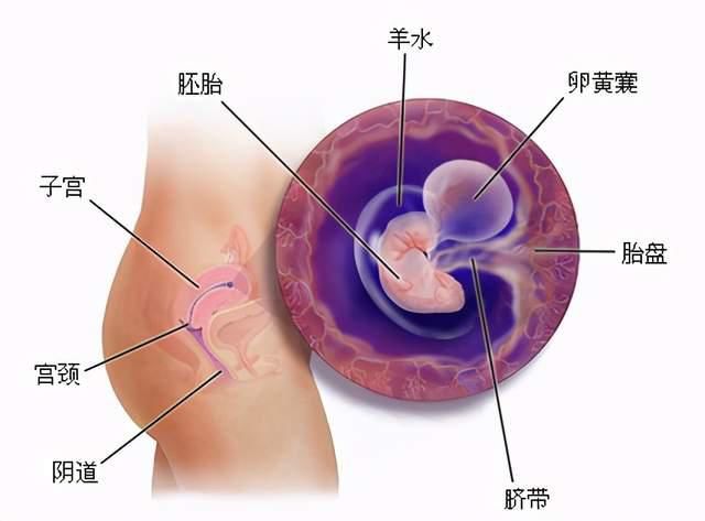 胎宝|怀孕三个月，胎宝从胚胎变成胎儿，孕妈和胎宝都发生了哪些变化