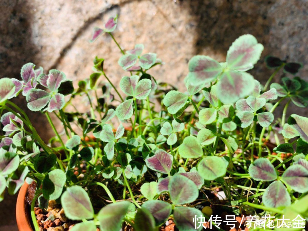 1种绿植叫“幸运草”,晒足太阳就爆盆,叶片像幅水彩画