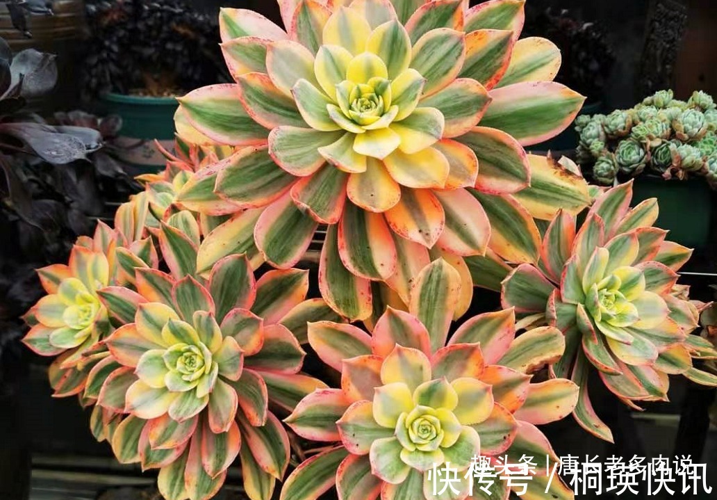 之前冻伤的多肉法师只剩下光杆子,现在给它重新换盆能活过来吗