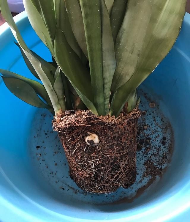 金边虎皮兰|让虎尾兰长侧芽，从3个方面入手，不仅侧芽多，还能养开花