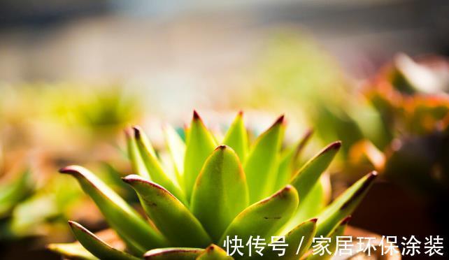 多肉植物|想让多肉植物快速变成“肉丸子”，记住一句口诀就可以，抓紧时间