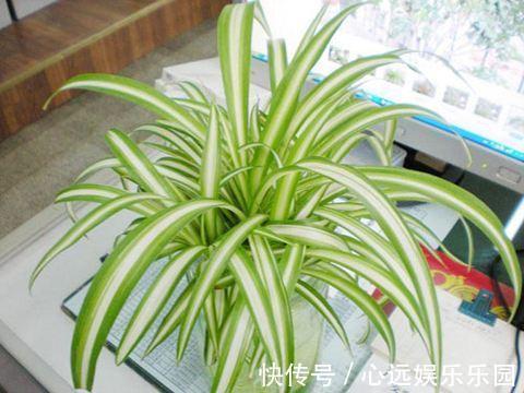 金边|金边吊兰真漂亮,盆里埋层“养花料”,新叶猛长还抽穗!