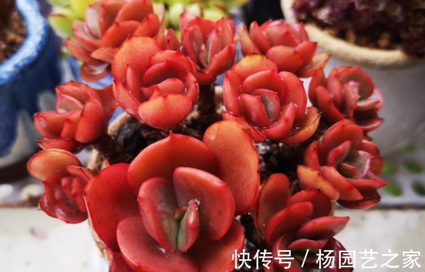 观赏价值|老花匠养了一盆漂亮多肉,秋天直接丢露台上,叶子越长越肥厚