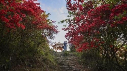 杜鹃花开，染得群山一片红