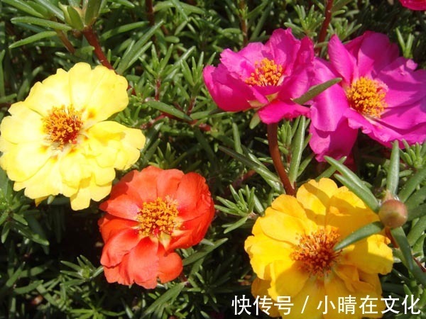 阳台种这些花朵,漂亮好养易爆盆,花开成瀑布,花朵稠密惹眼