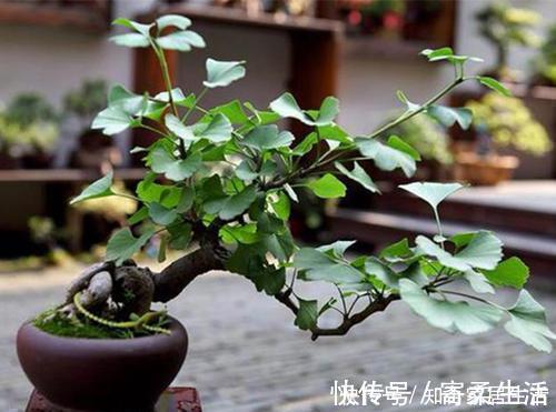 佳品|3种漂亮盆景，2年长成老桩，高端大气上档次，是家庭盆栽佳品