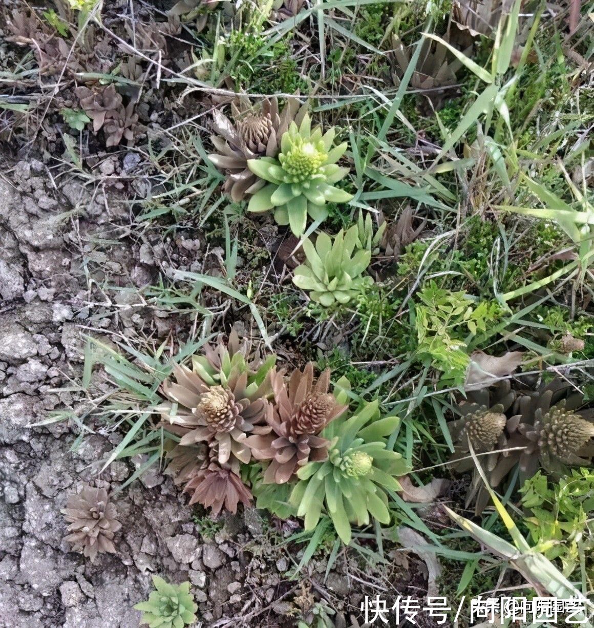 上山挖野菜，遍地都是多肉，竟然没人要，感觉要发财了