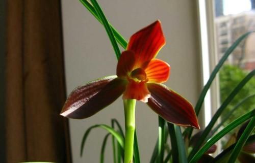 被誉为“国兰第一红”的红河红,花型正格,一杆双花,养护简单