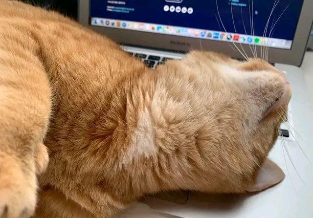 收养|女孩收养了一只猫,一年后,她觉得自己快要被猫搞疯了