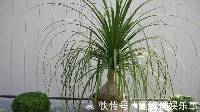 植物|4种植物挺着“大肚子”，摆在客厅，不但寓意好，而且耐旱好养