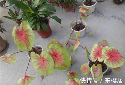 7种健康花，建议至少养一盆，格调高净化能力强，很实用