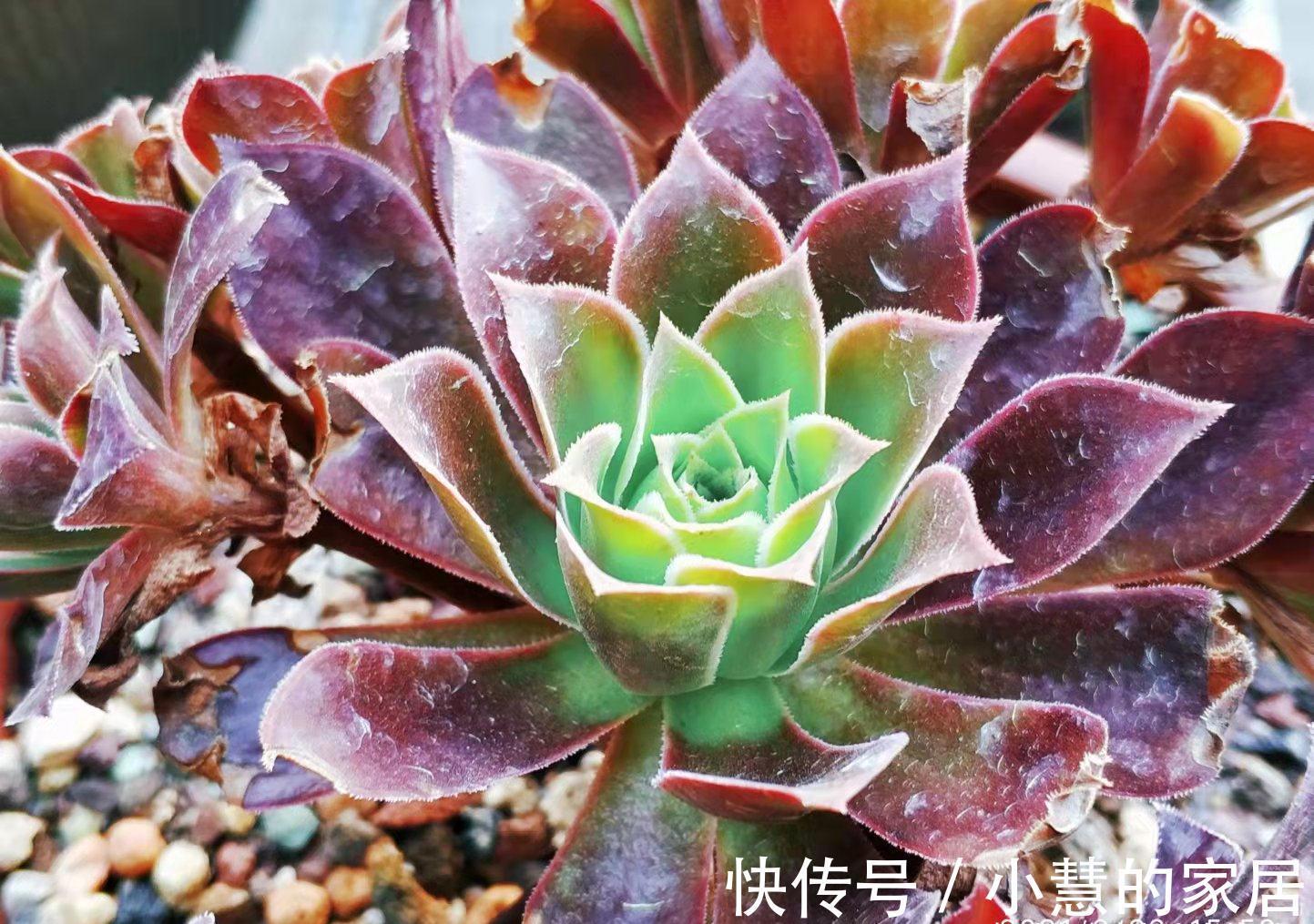 秋天|法师多肉都成功度夏了?来看秋天它们啥时候苏醒,以免阴沟里翻船