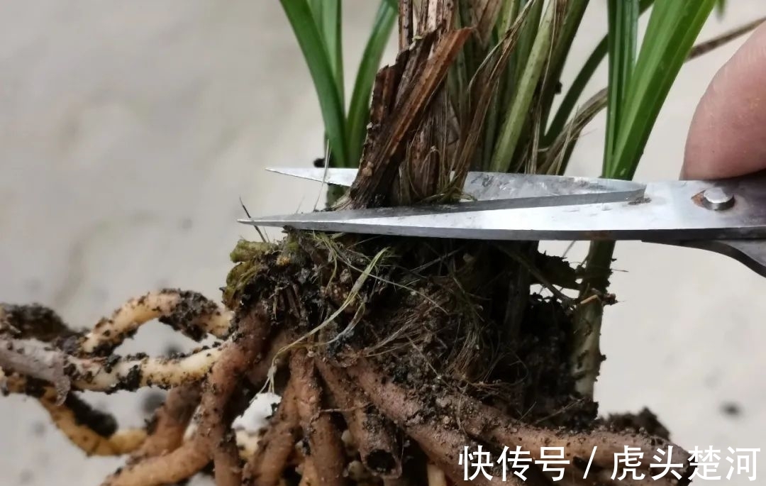 兰株|兰花什么时候分苗最佳?兰友:一年四季都可以,最佳时机只有两季