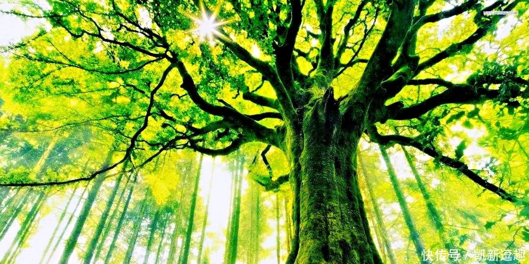 写出|唐代一位不出名的诗人,却用一首古诗,写出了最美的夏日风景