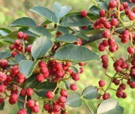 排毒|女人常用此物泡水喝,排毒祛湿,远离妇科炎症,子宫越来越好