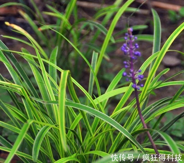 这3种花不开花像野草，很多人都以为是野韭菜，开花后令人惊喜