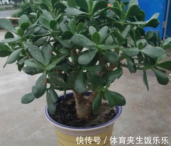 玉树如何修剪？轻松2步，养成枝繁叶茂的小树、枝壮叶绿又开花