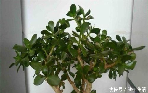 植株|这2种树,是养“高价老桩”的首选,木质化强,5个月就能养成功