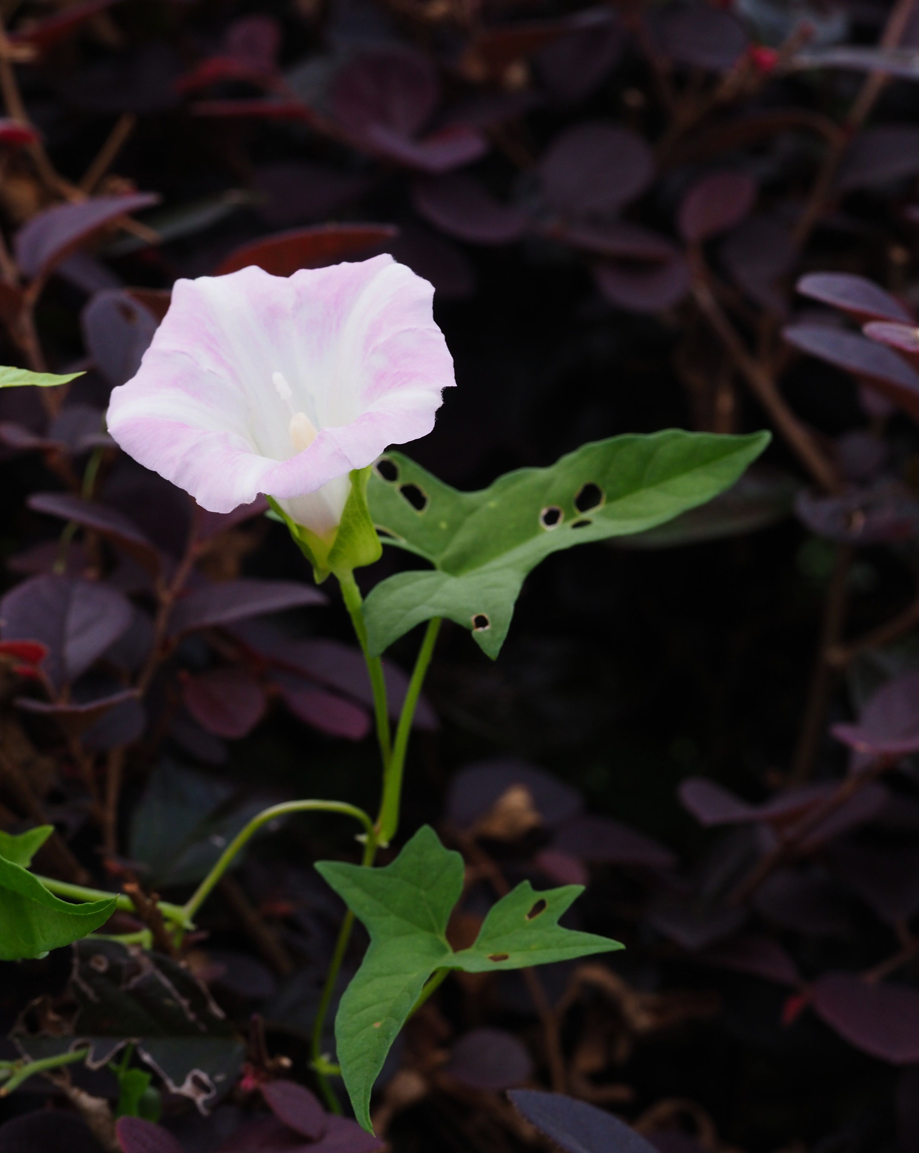 打碗花，白里透粉，象征着干净和纯洁