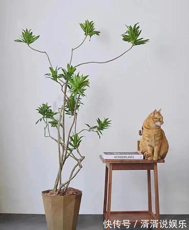 浇水|客厅养花就选这六种,寿命长、寓意好,省心又好养,你家养了几种