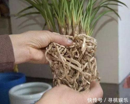 别买“生根粉”,去公园捡“它”,晾干后垫盆底,9天长根系