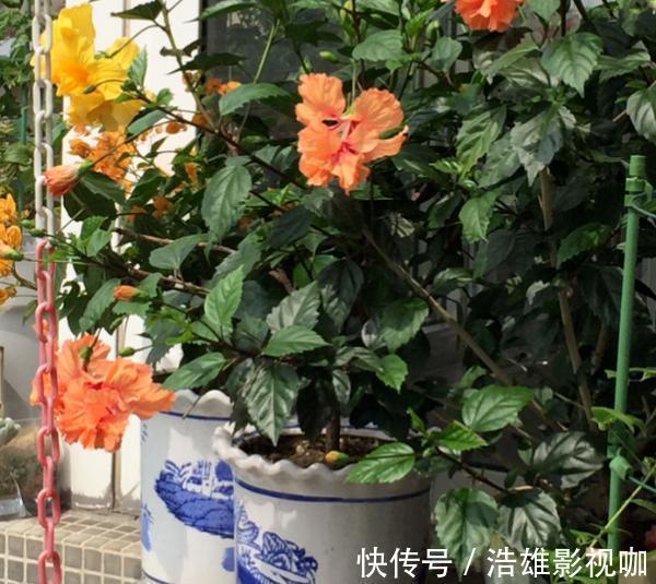 施肥|这些“老话”通俗易懂,能叫养花人少走弯路