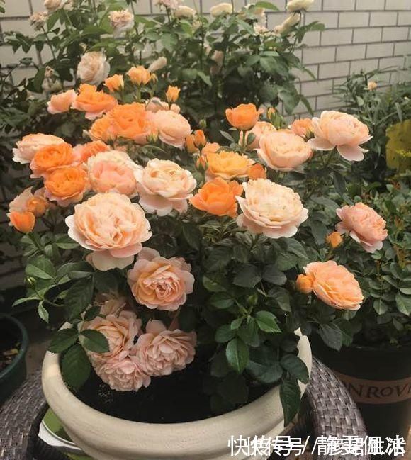花苞|养一盆全年有花看,这“3种花”很热潮,好看又好养,关键花苞多