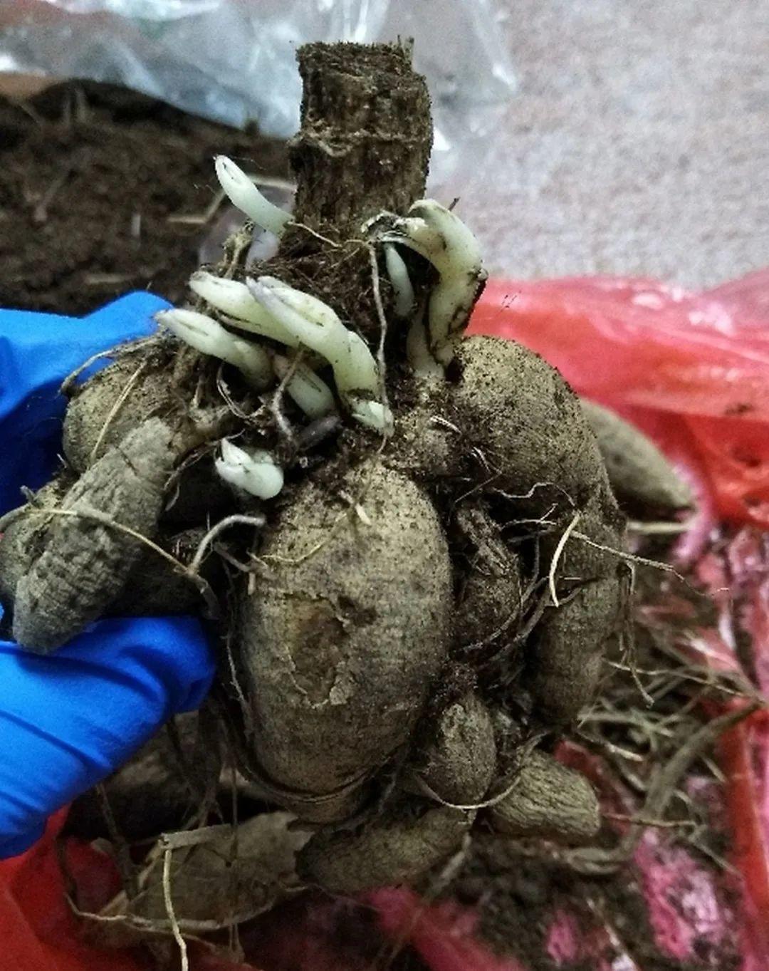 枯萎|9种花是富贵命,必须大盆养,小盆养会憋死