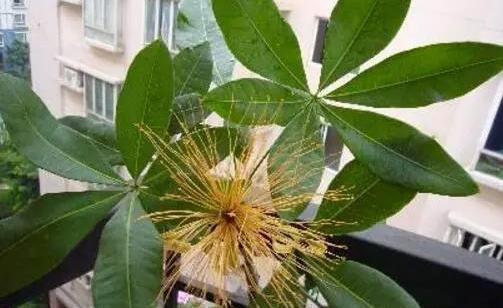 发黄|夏季养发财树,按照以下技巧来做,生长旺盛,枝繁叶绿有光泽