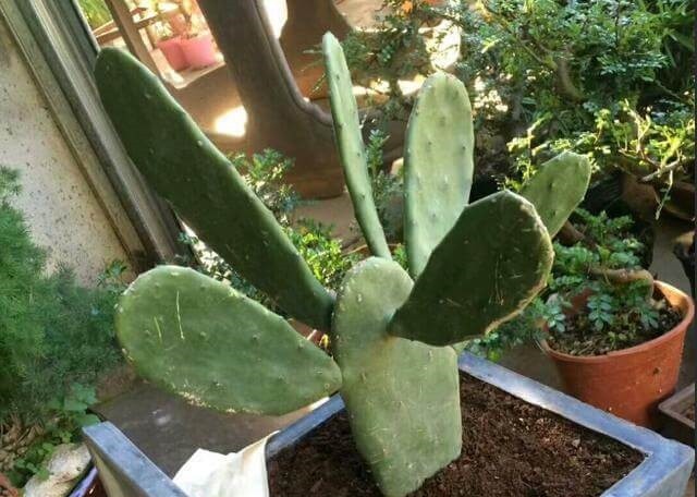 仙人掌叶片瘦弱“营养不良”,学会小“绝招”,一年变“壮汉”