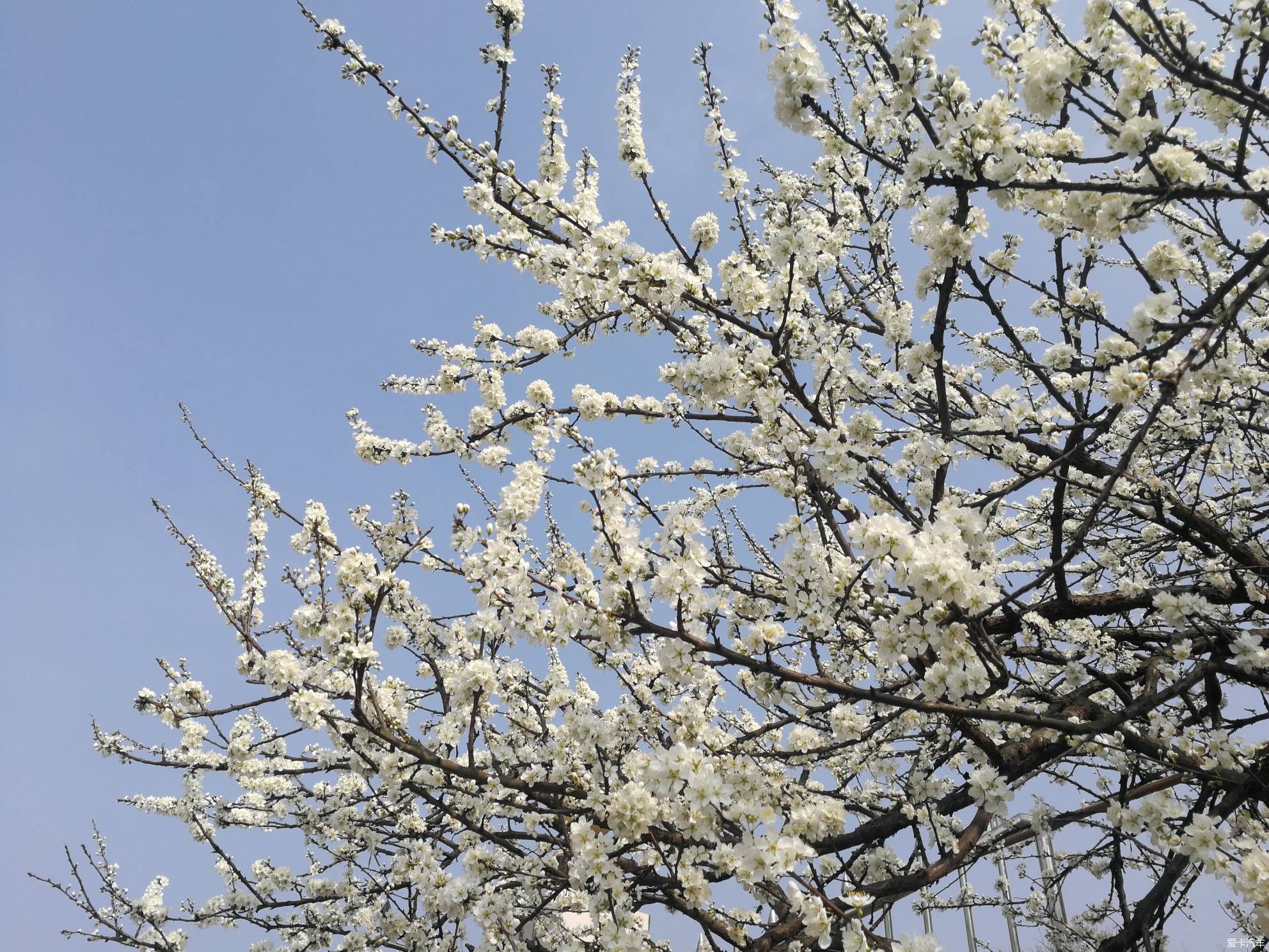 不负春光，乡村赏花