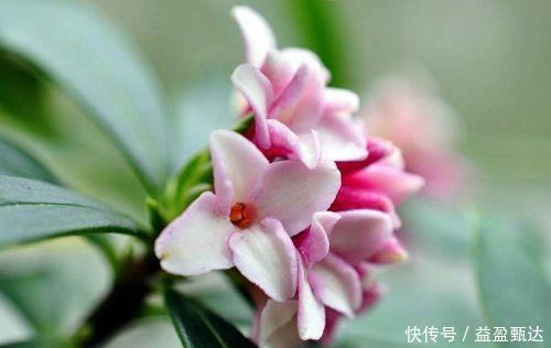 4种开花王,沾土就活,随便养都开花不断,开花一簇簇