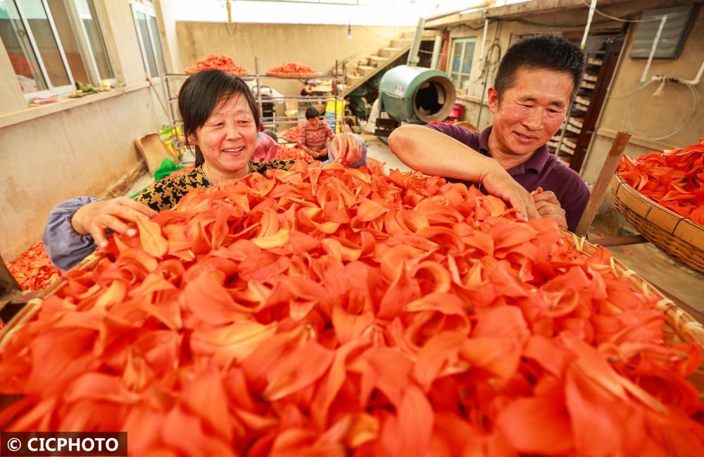 百合花开富农家 粉紫色