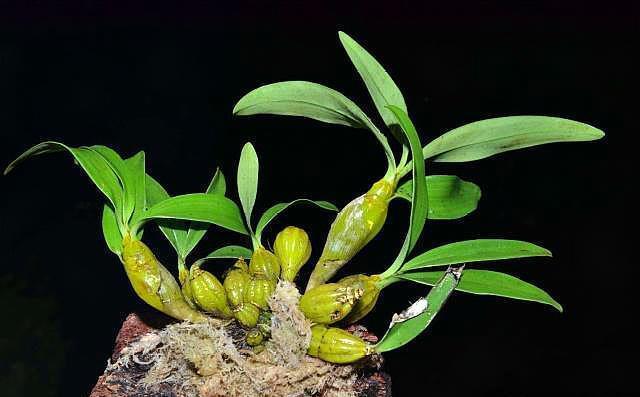 盆栽养石斛,“四点建议”送给你,石斛长势好,开花多且花期长!