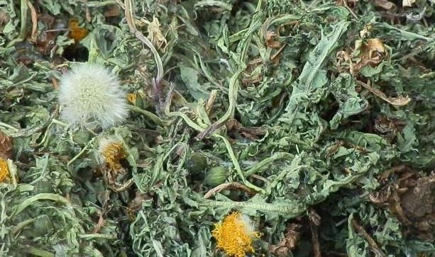 便秘|蒲公英加此物一起,坚持一段时间,排出肝脏毒素,便秘消失了!