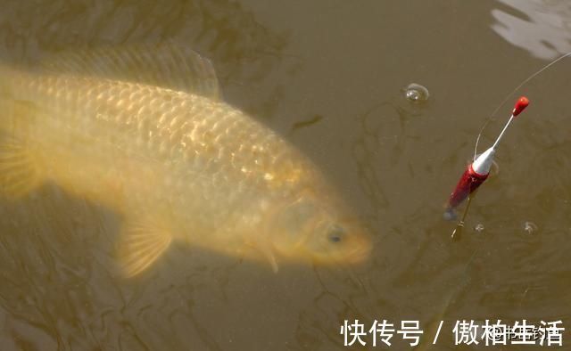 添加剂|钓鱼时常用的酒米窝料,其实是可以这样生产的,制作方法简单易学