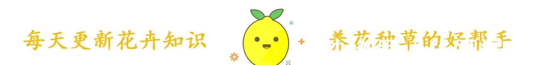 花长寿花|放在阳台不用管的花,就属这两种,开花多漂亮又好养