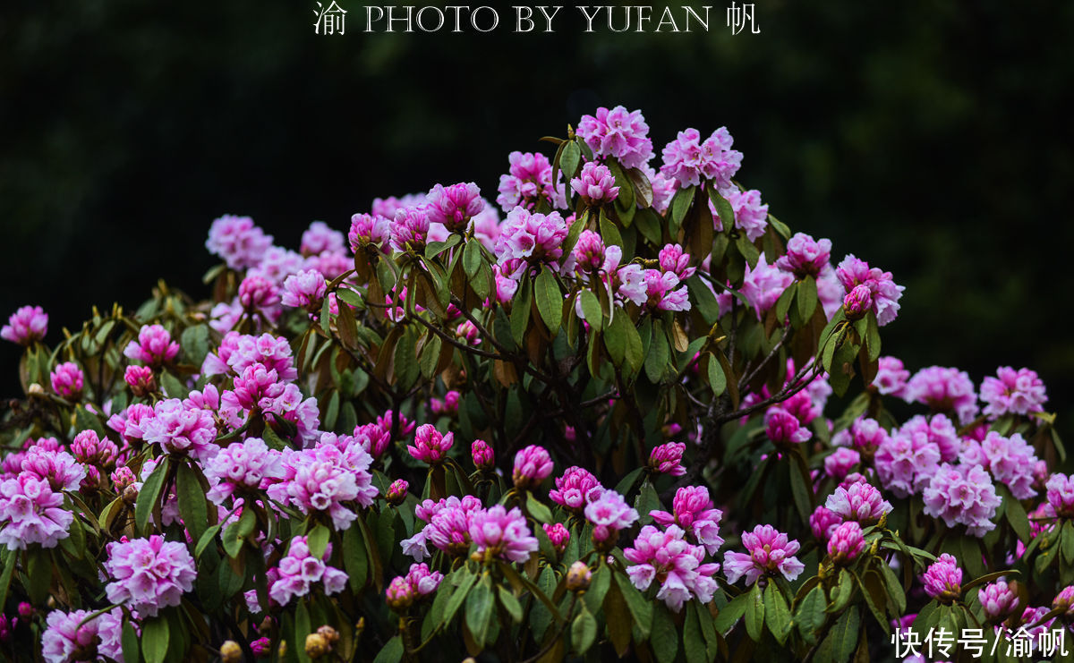 重庆有座适合度假养老的小城，冬能滑雪，夏可避暑，五一正好赏花