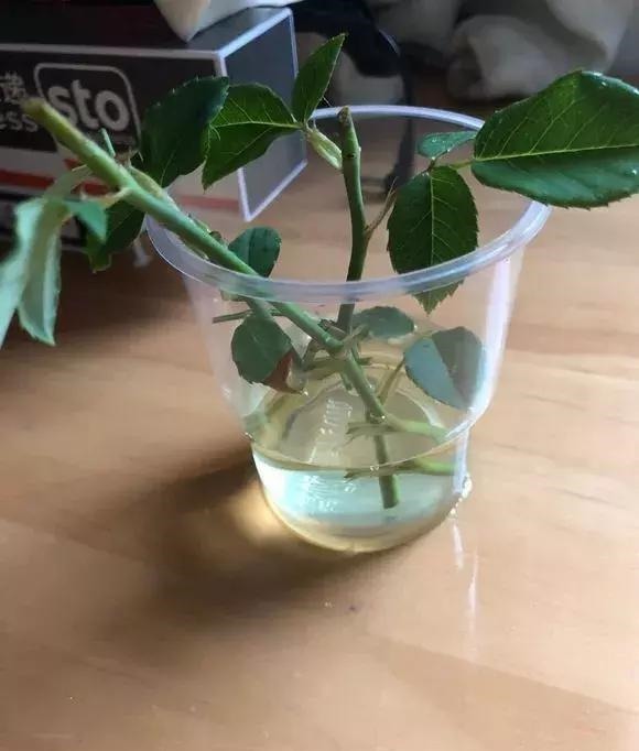 扦插不长根5种生根水里泡一泡，10天长出大白根，蹭蹭长！