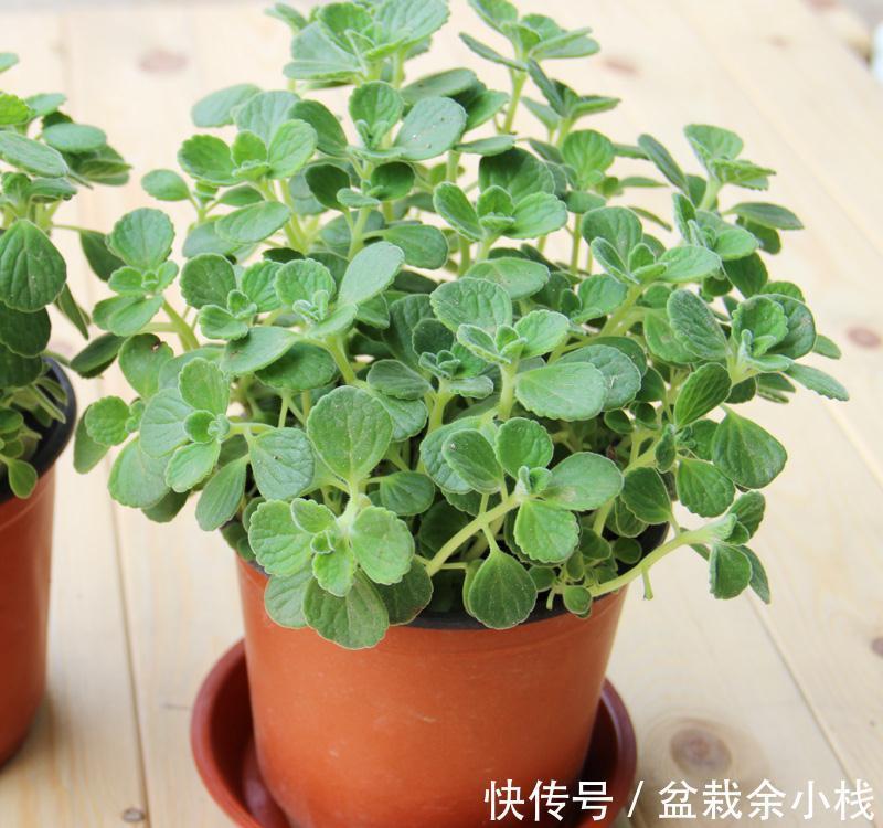 养花试试这几款，美丽且易于种植，枝叶可采摘和食用