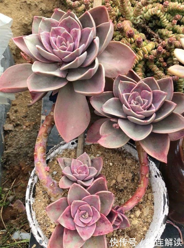 艾伦|姐姐养了9年的多肉,没有买肥就用它,个个长成精!
