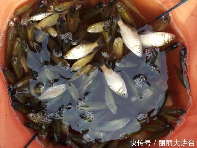 大板鲫|除了单打独斗，蓝鲫搭配这几种饵料，渔获能翻倍