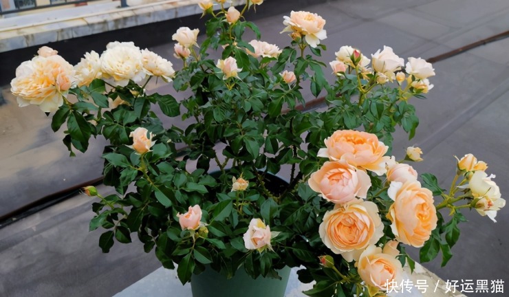 重点|到了夏天,新手养花该先抓住哪些重点?关键有3处